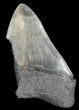 Partial, Serrated Megalodon Tooth - South Carolina #43027-1
